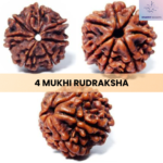 4 Mukhi Rudraksha